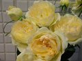 Rosa Miss Jaune